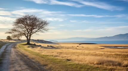 Soft Grass in Field: A Peaceful Scene Captured on the Road in Burhaniye Town, Aegean Sea Coast Region, Turkey, Anatolia, Asia. Taken on a Calm and Warm Winter Day, Showcasing the Serenity of Nature.
