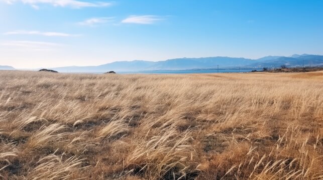 Soft Grass in a Field: A Tranquil Scene Captured on the Road in Burhaniye Town, Aegean Sea Coast Region, Turkey, Anatolia, Asia. Taken on a Calm and Warm Winter Day, Embracing the Serenity of Nature.