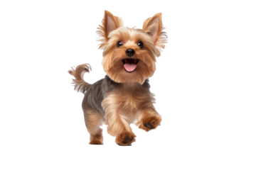 A joyful dog isolated on transparent background.