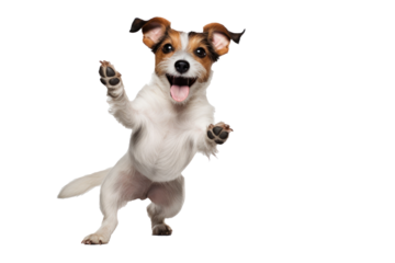 A joyful dog isolated on transparent background.