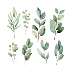 eucalyptus plant set, watercolor vector illustration, isolated on white background