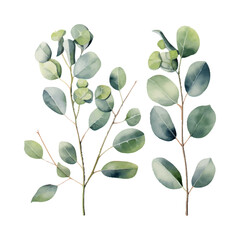 eucalyptus plant set, watercolor vector illustration, isolated on white background - obrazy, fototapety, plakaty