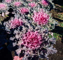 Brassica oleracea or acephala. Flowering decorative purple-pink cabbage plant close-up. Natural...