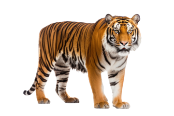 A tiger isolated on transparent background.