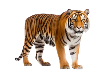 Zelfklevend Fotobehang A tiger isolated on transparent background. © tong2530