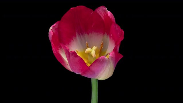 Close up of red tulip flower blooming . Easter, spring, valentine's day, holidays concept
