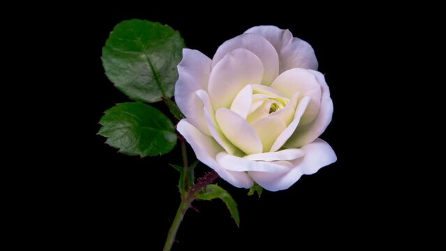 Beautiful white rose opening on black background. Holiday, love, birthday design backdrop. Bud closeup. Macro. 4K video