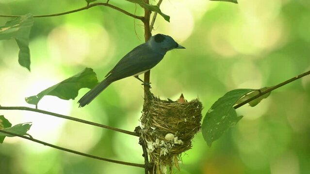 Male individual chirps around while watching its nestlings as they want more food, Black-naped Blue Flycatcher Hypothymis azurea, Thailand