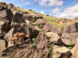the nature landscape view is a herd of goat group standing on rock cliff precipice in wild animal park zoo with green plant and white cloud on blue sunny sky beautiful background