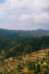 Highland agricultural fields of wheat in the Himalayas, Uttarakhand, India Panorama Landscape Photography 