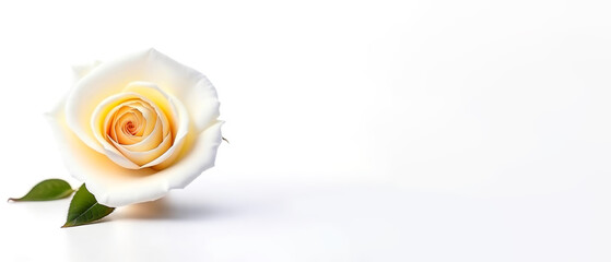 a white rose, a flower on a white background. artificial intelligence generator, AI, neural network image. background for the design.