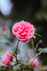 Rose in the garden 