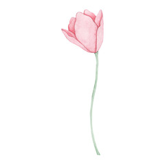 Watercolor drawing of a pink flower. Hand drawn.