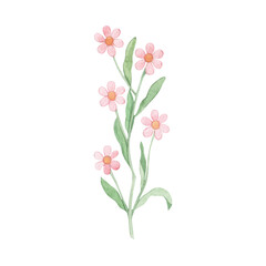 Obraz na płótnie Canvas Watercolor drawing of pink wildflowers. Plant. A twig with small flowers. Hand drawn.