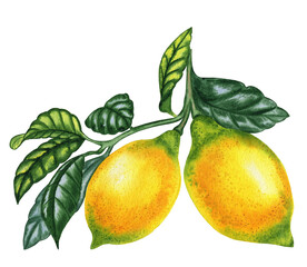 Lemons on a branch with leaves watercolor illustration. Botanical realistic image of tropical yellow citrus fruit. Hand drawn summer print.