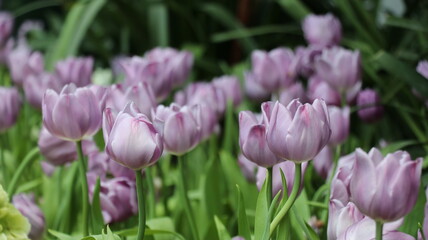 The purple tulips is a beautiful and evocative example of nature's beauty. The tulips are a symbol of spring and new beginnings.