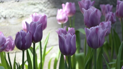 The purple tulips is a beautiful and evocative example of nature's beauty. The tulips are a symbol of spring and new beginnings.