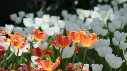 The orange and white  tulips is a beautiful and evocative example of nature's beauty. The tulips are a symbol of spring and new beginnings.