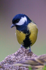 black capped kingfisher