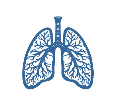 lungs vector icon in blue color