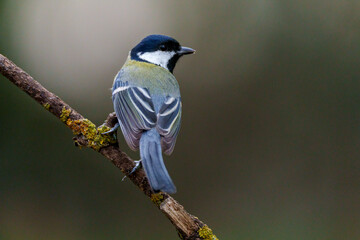 bird on a branch
