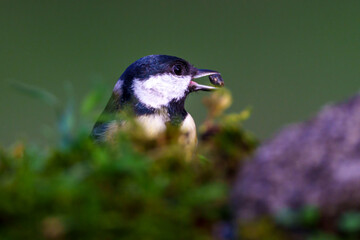 bird on a branch