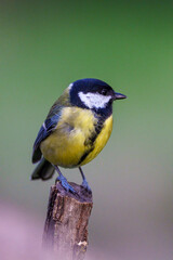 titmouse sitting on a branch