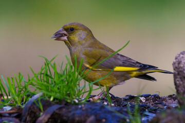 robin in the grass