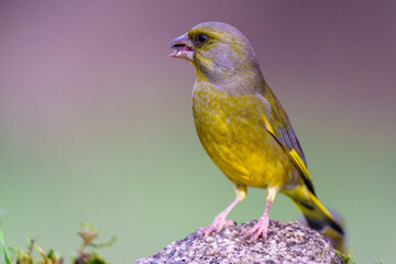 bird on a branch