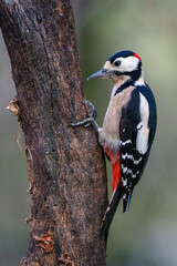 spotted woodpecker on tree