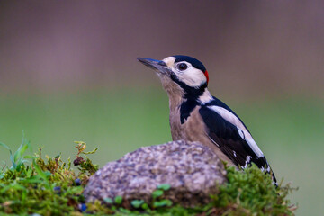 black capped kingfisher