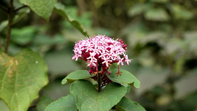 Mexican hydrangea (clerodendrum bungei) pink flower blooming in botanical garden. Rose glory bower plant