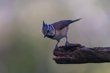 Naklejka premium black capped kingfisher