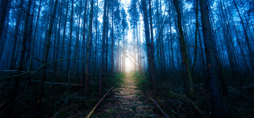 A peaceful path through a lush forest.