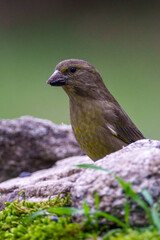 white wagtail on a branch