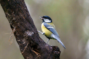 great spotted woodpecker on a branch