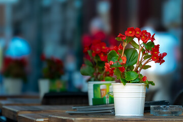 Fototapeta na wymiar Crimson flower blooms on empty desk with botanical foliage.