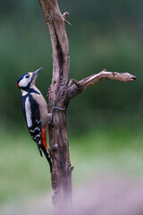 great spotted woodpecker on tree