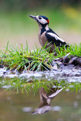 great spotted woodpecker on a branch