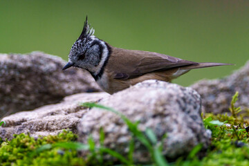 bird on a branch
