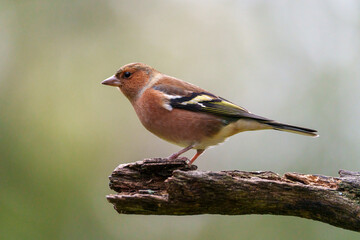 robin on a branch