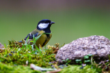 bird on a branch