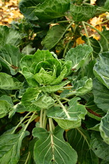 Cabbage Plant on Field in Fall autumn germany