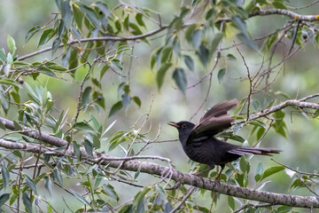 red winged blackbird