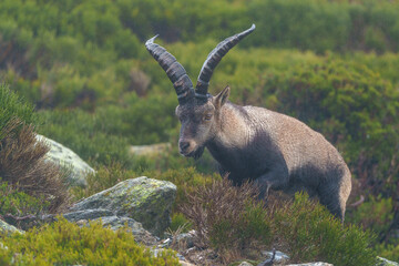 mountain goat on a meadow