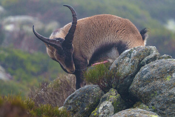 wild goat on a rock