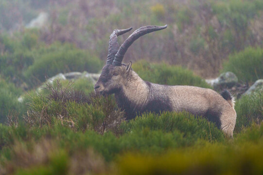 mountain goat on a meadow in summer