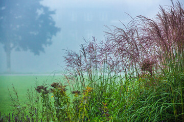 A misty sunrise in a serene countryside with greenery and flora.