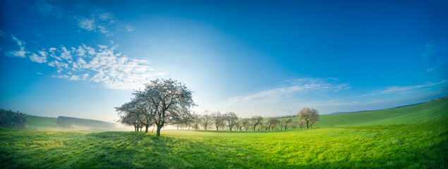 A vibrant, scenic meadow with lush green grass and beautiful trees.
