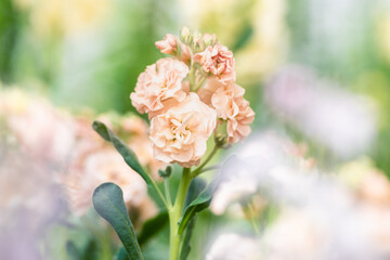 Matthiola incana, or commonly called Stock. Beautiful blush peachy colored double stock flowers, known to be highly scented. Matthiola background with shallow focus.